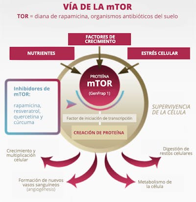 mTOR-PATHWAY700_es
