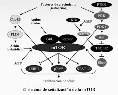 mTOR1_es