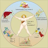 Nuevo estudio: ¿se puede corregir el hígado graso comiendo bajo en carbohidratos?