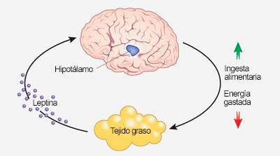 Fisiología de ingesta de grasa