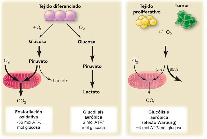 El Efecto Warburg Y El Cancer Diet Doctor