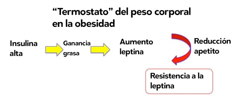 Termostato del peso corporal en la obesidad