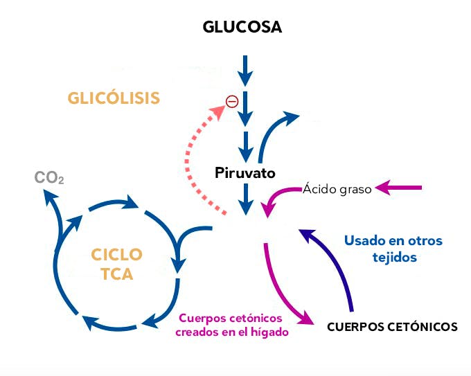 glucosa