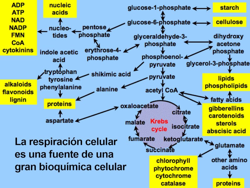 Respiración celular