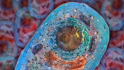 Autofagia: ¿una cura para muchas de las enfermedades actuales?