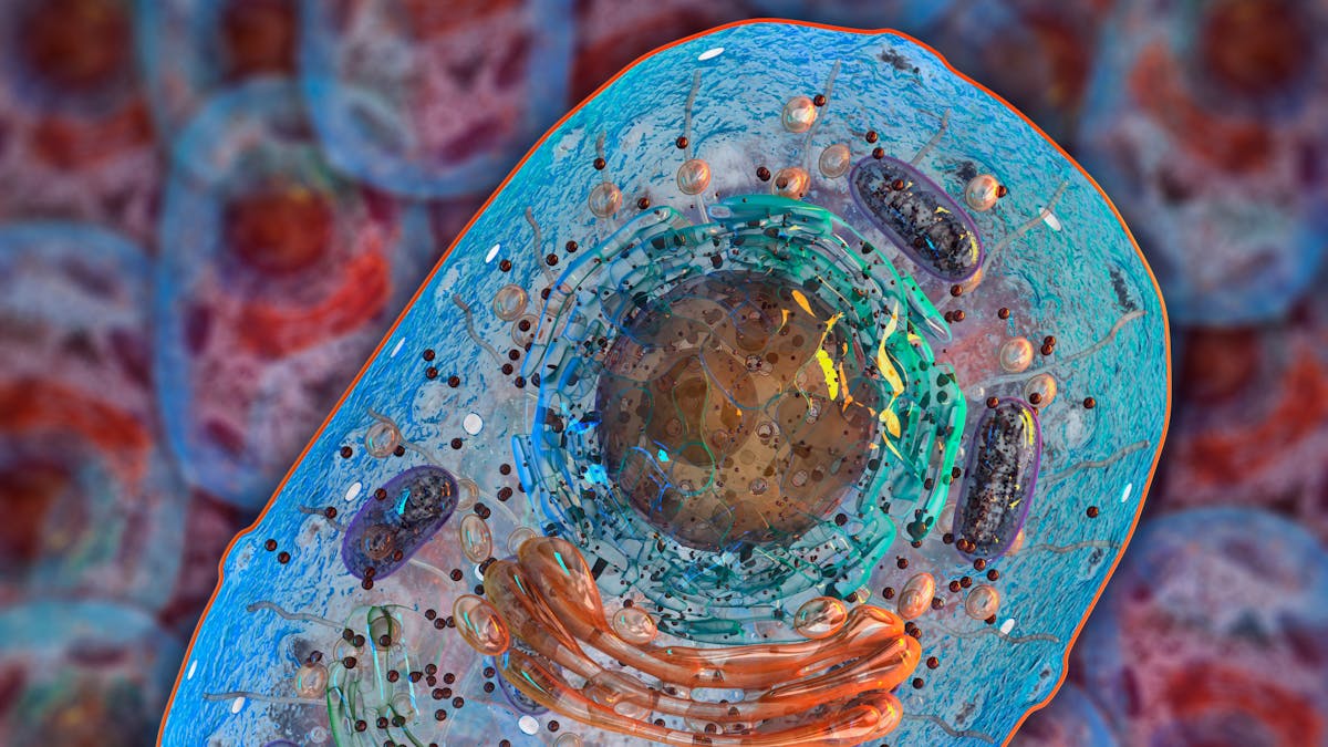 Autofagia: ¿una cura para muchas de las enfermedades actuales?