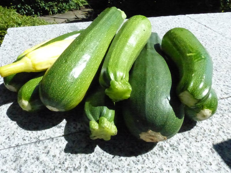 Calabacines