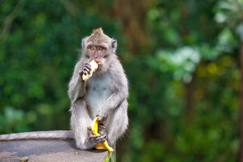 El zoo de Melbourne deja de alimentar a sus animales con 