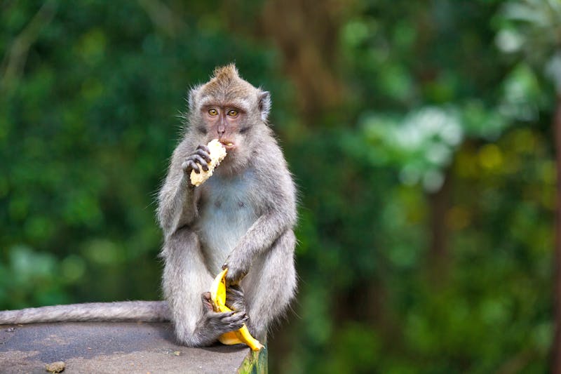 El zoo de Melbourne deja de alimentar a sus animales con El zoo de Melbourne deja de alimentar a sus animales con