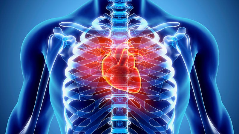 Ilustración 3D de corazón humano