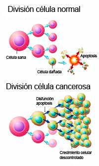 Crecimiento célula cancerosa