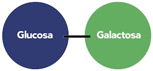 Estuctura-lactosa
