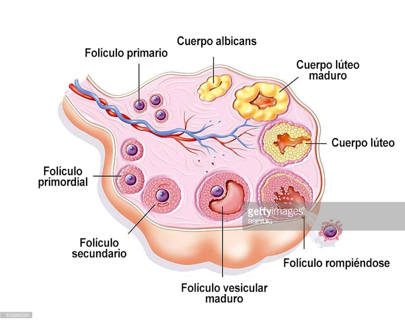 tres foliculos en un ovario tres foliculos en un ovario