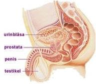 prostata1