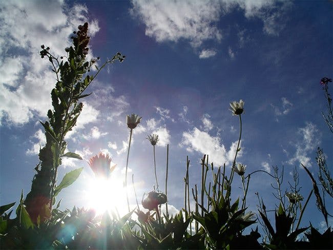 D-vitamin bildas i solljus Växter i solen