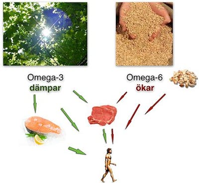 Omega 3 och omega 6 i balans Omega 3 och omega 6 i balans