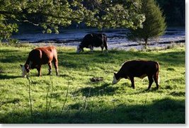 Grassfed Grassfed