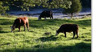 Lista på gräsbeteskött