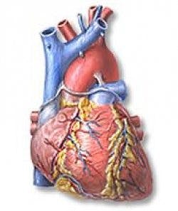 Omega 3 och hjärtsjukdom hjärta-stor
