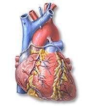 Omega 3 och hjärtat Omega 3 och hjärtat