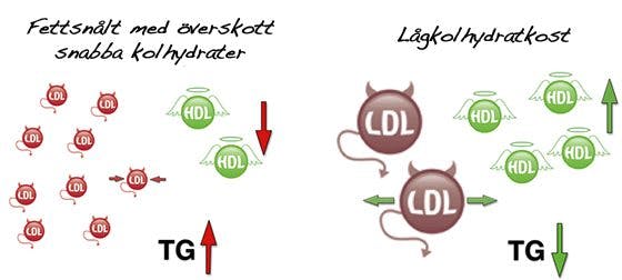 Kolesterol Kolesterol