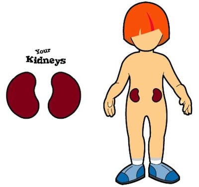 kidneys kidneys