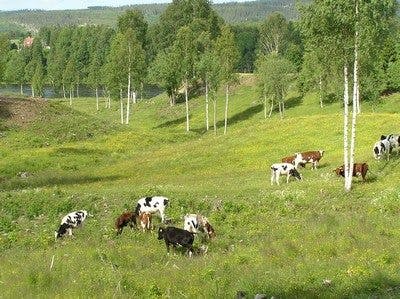 Naturbeteskött Naturbeteskött