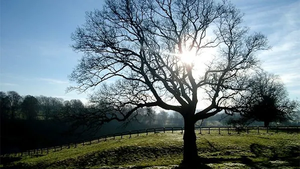 Kortare liv med mindre D-vitamin