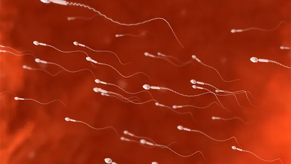 LCHF och spermievarningen