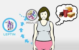 Huvudskälet till fetma: Insulin
