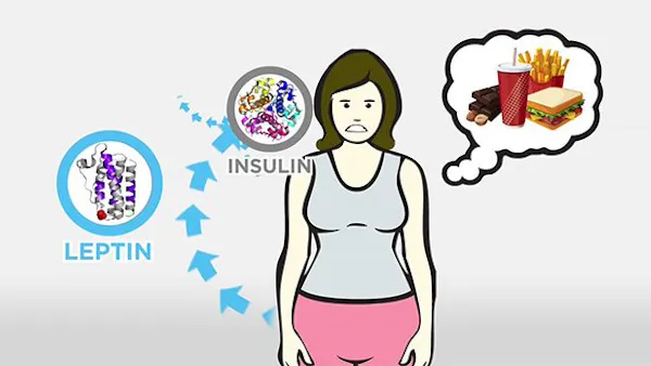 Huvudskälet till fetma: Insulin