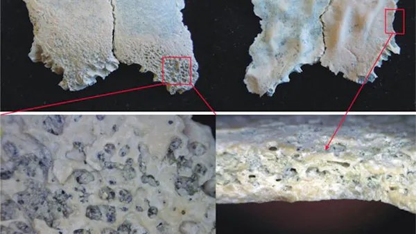Äldsta tecknet på regelbundet köttätande