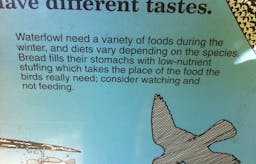 Mata inte fåglarna med skräp