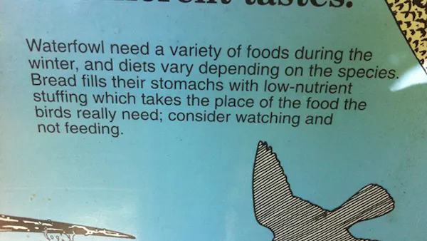 Mata inte fåglarna med skräp