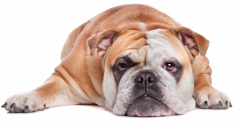 Svenska hundar och katter allt fetare