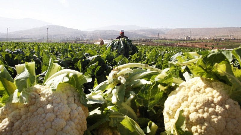 cauliflower-farm2-800x450