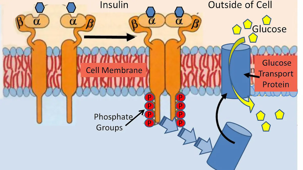 Insulinresistens – det nya paradigmet