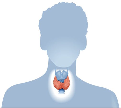 thyroid2-1-800x712