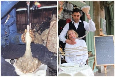 DM20-1-1024×683-400×267