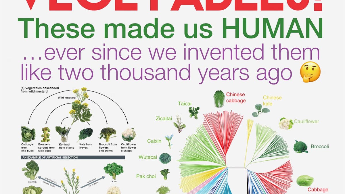 Moderna grönsaker – resultatet av ett artificiellt urval
