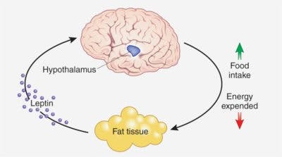 FatBombs2-copy-400×223