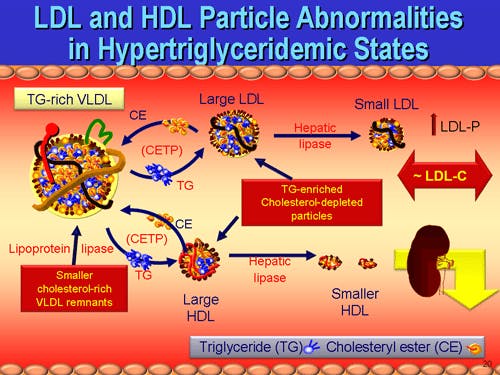 HDL1