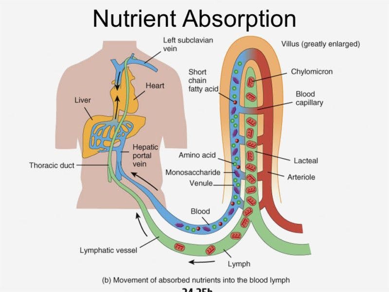 nutrient-absorption-hair-copy-800×600