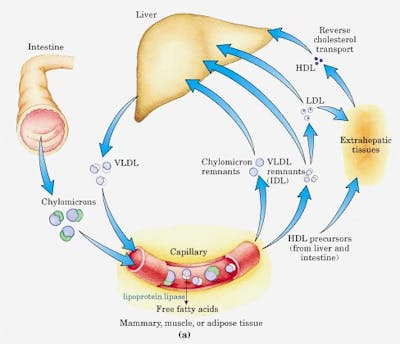 nutrient-absorption-hair3-copy