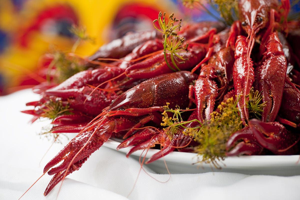 Many colorful crayfish on a plate with dill, blue background
