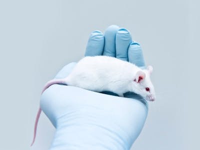 mouse-TA