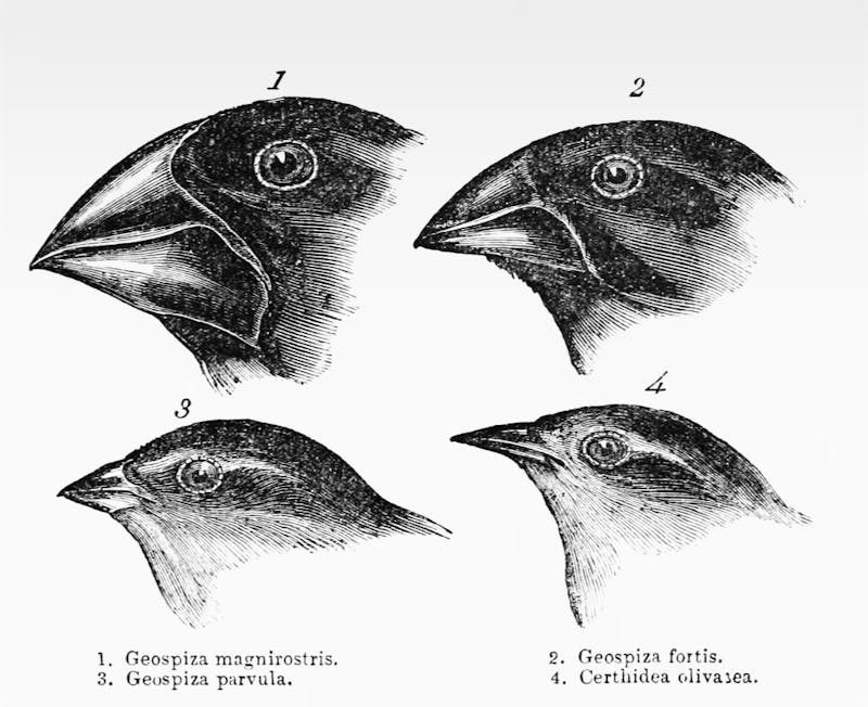 DarwinsFinches1-1024×772