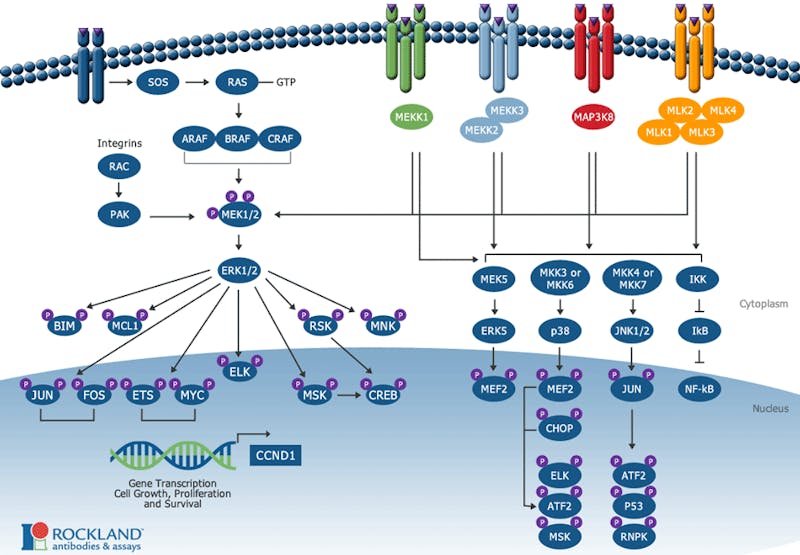MEK-ERK-Pathway-1