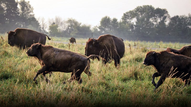 grass-fed-beef