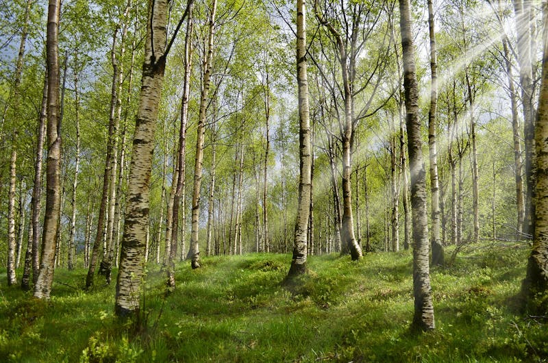forest-2165356_1920